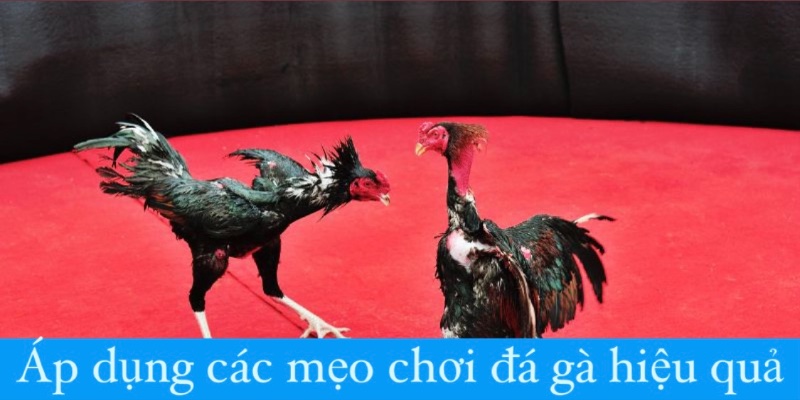 Áp dụng các mẹo chơi đá gà hiệu quả