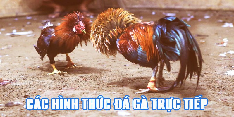 Các hình thức đá gà trực tiếp hấp dẫn nhất hiện nay