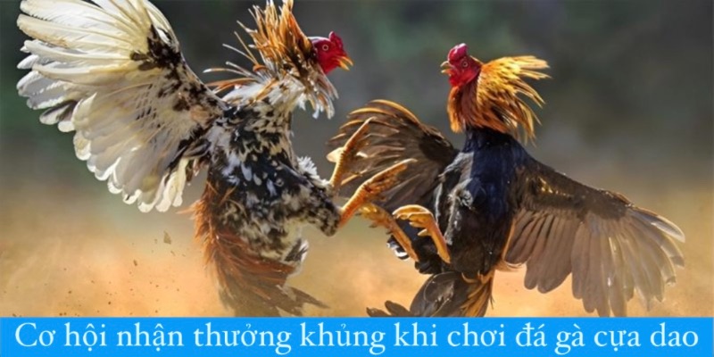 Cơ hội nhận thưởng khủng khi chơi đá gà cựa dao