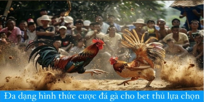 Đa dạng hình thức cược đá gà cho bet thủ lựa chọn