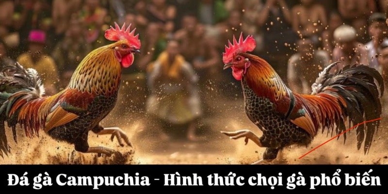 Đá gà Campuchia - Hình thức chọi gà phổ biến