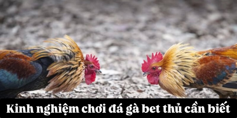 Kinh nghiệm chơi đá gà bet thủ cần biết