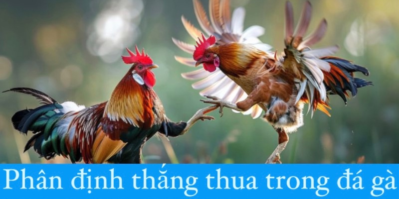 Phân định thắng thua trong trận đấu đá gà