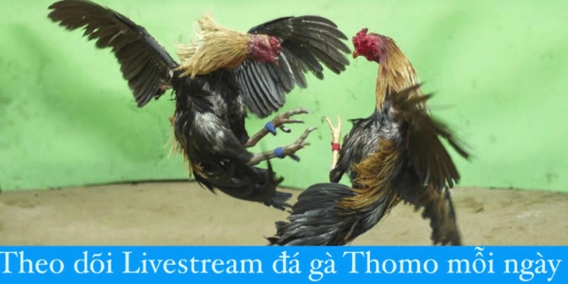 Theo dõi livestream đá gà Thomo mỗi ngày