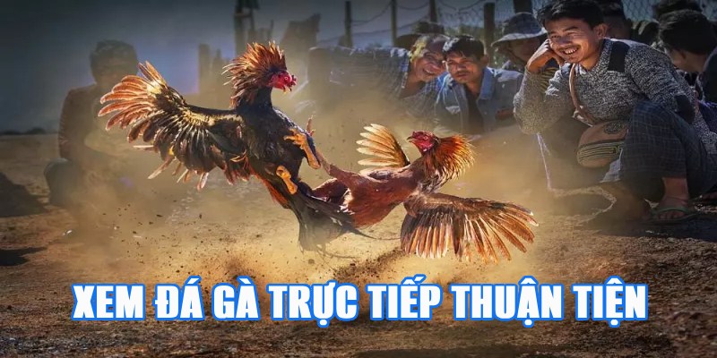 Theo dõi trực tiếp đá gà dễ dàng, tối ưu chi phí