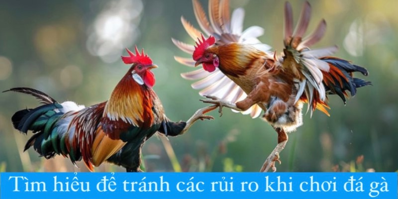 Tìm hiểu để tránh các rủi ro khi chơi đá gà