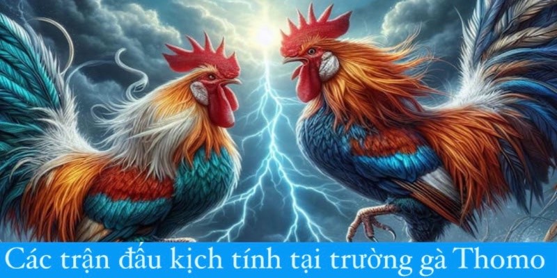 Trường gà Thomo hội tụ các trận đấu kịch tính