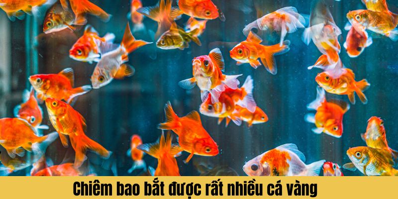 Chiêm bao bắt được rất nhiều cá vàng