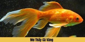 mơ thấy cá vàng