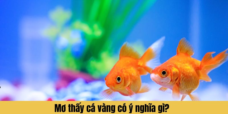 Mơ thấy cá vàng có ý nghĩa gì?