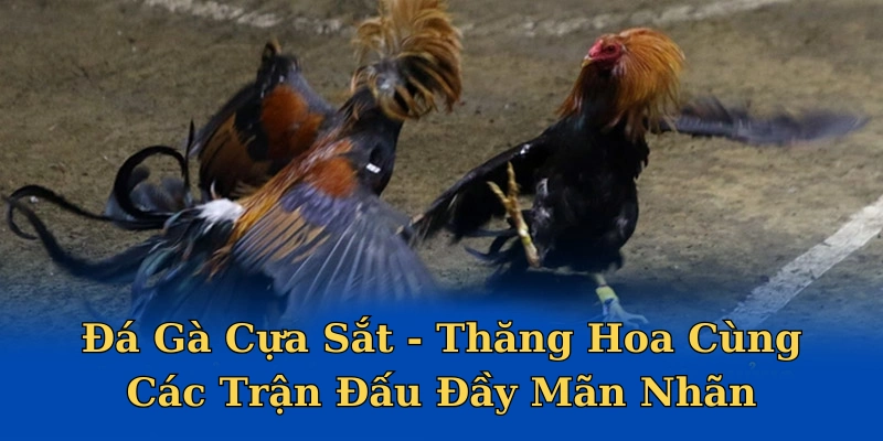 Đá gà cựa sắt