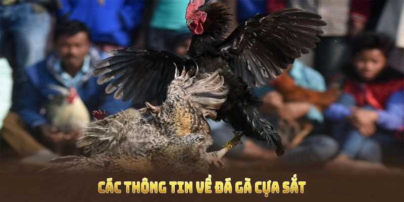 Tham khảo luật lệ tham gia và đặt cược cơ bản dành cho người mới