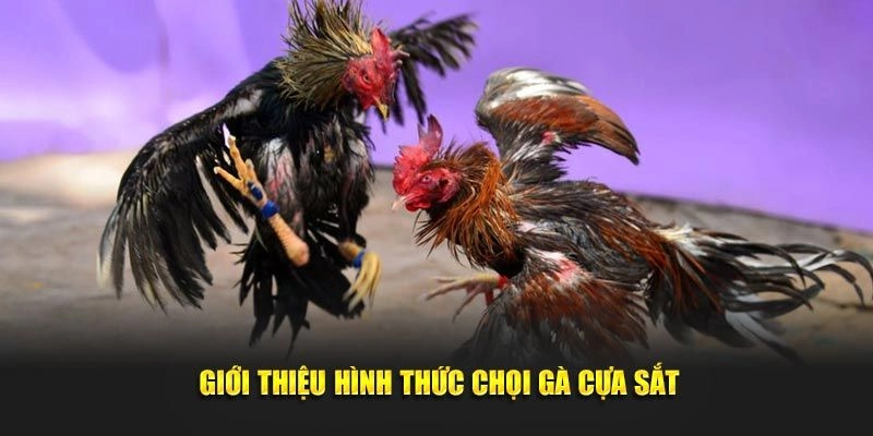 Một vài thông tin cơ bản về bộ môn đá gà cựa sắt