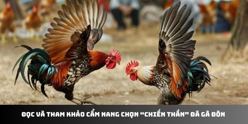 Đọc và tham khảo cẩm nang chọn “chiến thần” đá gà đòn 