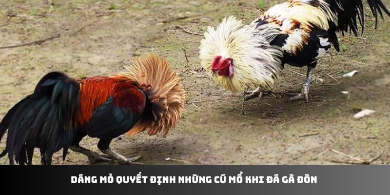 Dáng mỏ quyết định những cú mổ khi đá gà đòn 