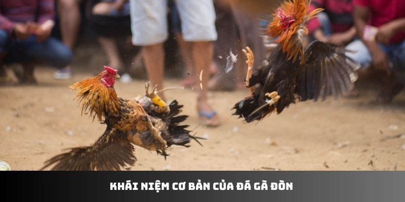 Khái niệm cơ bản của đá gà đòn 